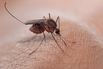 Vector-Borne Disease Awareness: Mosquitoes, Ticks and Other Pests