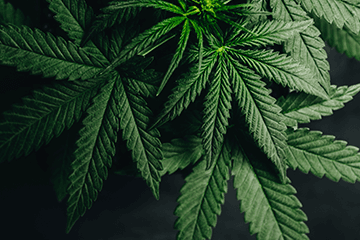 Cannabis Awareness