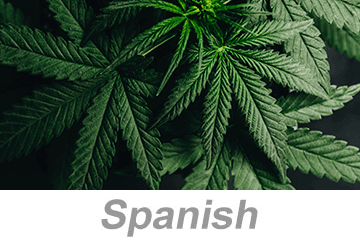 Cannabis Awareness (Spanish)
