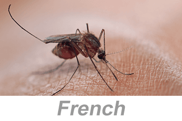 Vector-Borne Disease Awareness: Mosquitoes, Ticks and Other Pests (French)