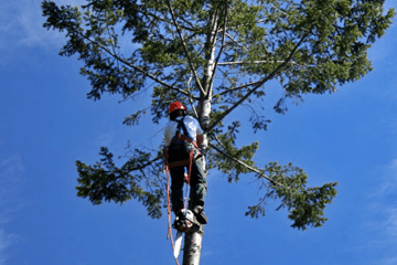 Tree Trimming Safety (US)