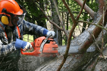 Logging and Chainsaw Safety (US)